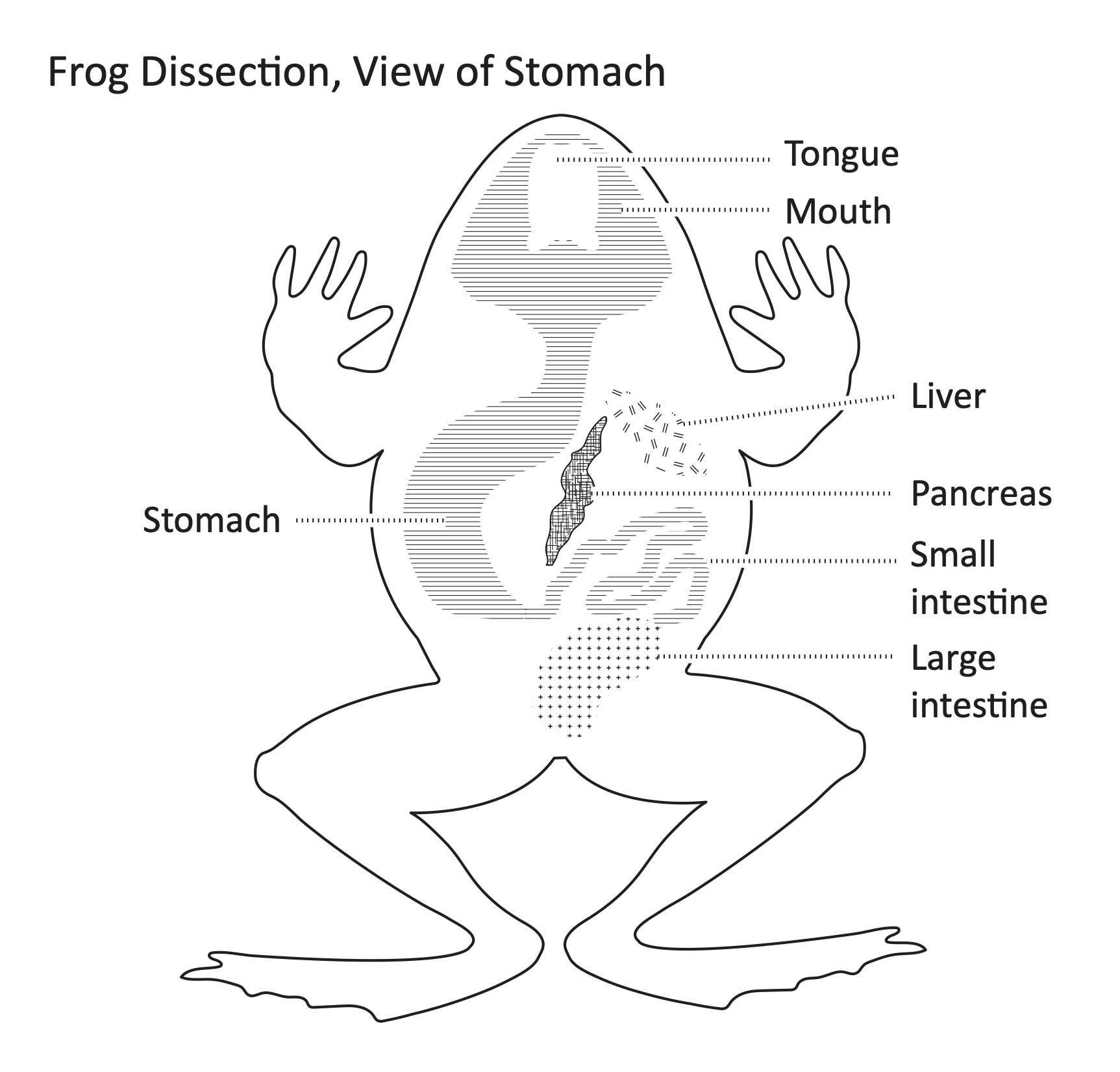 Frog Dissection Frog Scienstructable Template